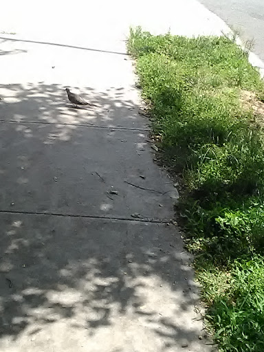 Park «Seton Falls Park», reviews and photos, E 233rd St, Bronx, NY 10466, USA