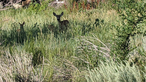 Park «Stetson Park», reviews and photos, 4870 Jedediah Smith Rd, Colorado Springs, CO 80922, USA