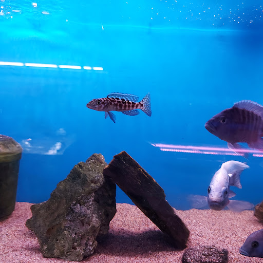 Tropical Fish Store «Tropi-Quatics Pet Center», reviews and photos, 337 S Main St, Lombard, IL 60148, USA