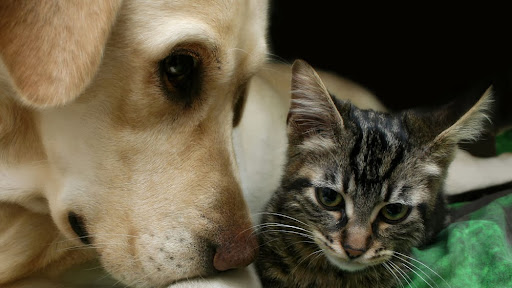 Pet Store «Belmont Pet Shop», reviews and photos, 17 Flett Rd, Belmont, MA 02478, USA