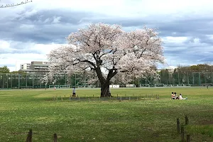 Musashino Central Park image