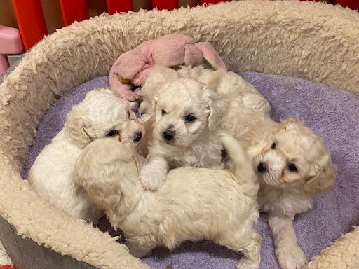 佳佳宠物休闲馆 Happy Pet Paradise