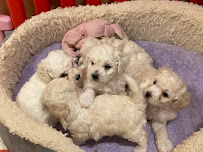 佳佳宠物休闲馆 Happy Pet Paradise - Photo 1 - Car repair in Temple City, CA, Pasadena