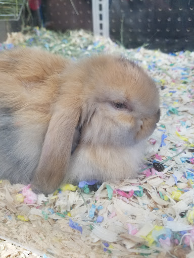 Pet Supply Store «Village Pets & Supply», reviews and photos, 4213 Montgomery Dr, Santa Rosa, CA 95405, USA