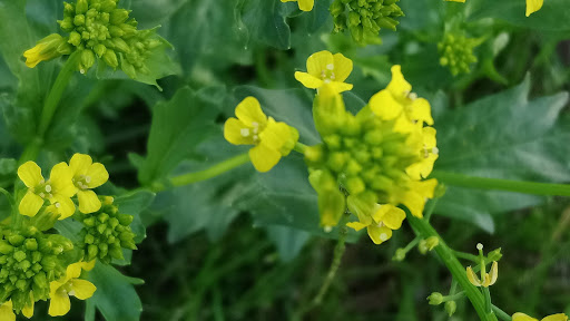 Art Museum «Albright-Knox Art Gallery», reviews and photos, 1285 Elmwood Ave, Buffalo, NY 14222, USA