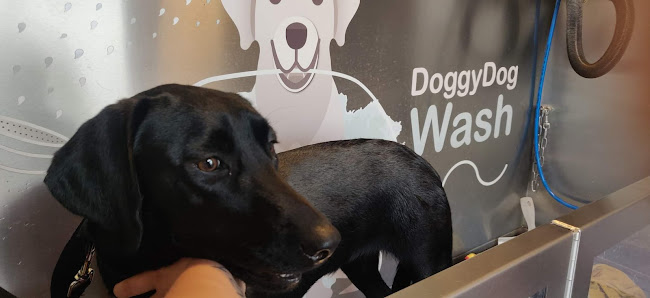 DoggyDog Wash Selfservice - Hondentrainer