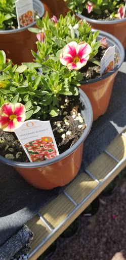 Florist «Dutch & Olgas Greenhouse», reviews and photos, 1285 NJ-36, Hazlet, NJ 07730, USA