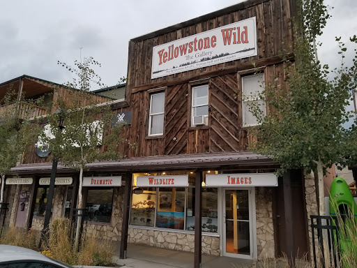 Yellowstone Wild The Gallery