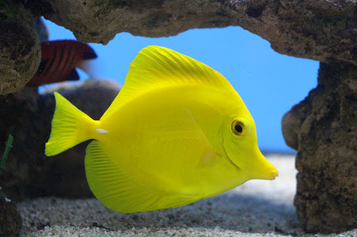 Tropical Fish Store «Ocean Gallery», reviews and photos, 980 US-22, North Plainfield, NJ 07060, USA