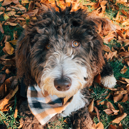 Insurance Agency «Annette Burkhard - State Farm Insurance Agent», reviews and photos