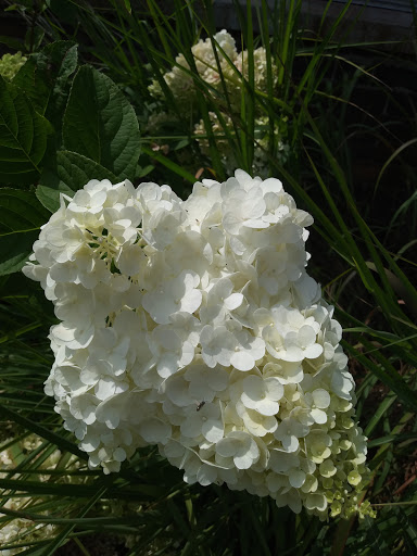 Tourist Attraction «Anna Scripps Whitcomb Conservatory», reviews and photos, 900 Inselruhe Ave, Detroit, MI 48207, USA