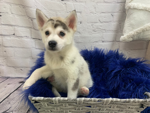 Pet Store «Petland», reviews and photos, 4082 William Penn Hwy #49B, Monroeville, PA 15146, USA