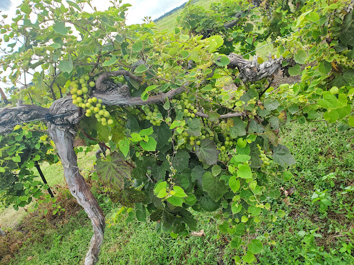 Winery «Wyldewood Cellars Winery», reviews and photos, 951 East 119th St S, Peck, KS 67120, USA