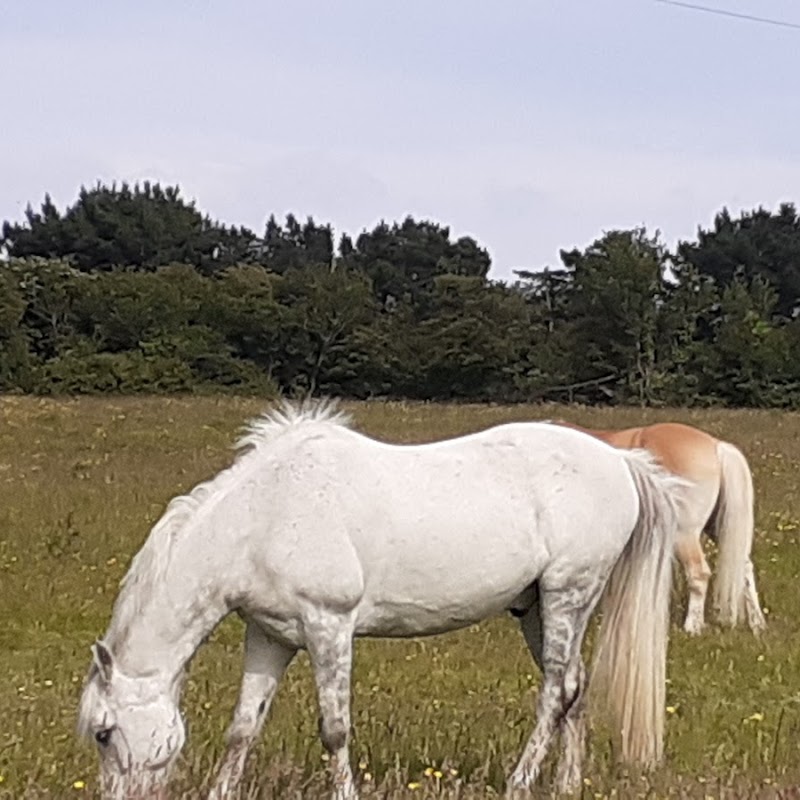 Carrickmines Equestrian Centre