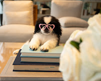 Forever Love Puppies Pembroke Pines - Photo 8 - Car repair in Pembroke Pines, FL, Hialeah