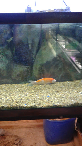 Pet Store «Sierra Fish and Pets», reviews and photos, 601 S Grady Way Suite M, Renton, WA 98057, USA