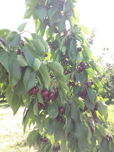 Produce Market «Washington Fruit Place At Barrett Orchards», reviews and photos, 1209 Pecks Canyon Rd, Yakima, WA 98908, USA
