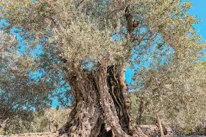 Millennial Olive Trees image