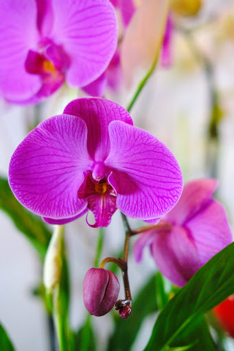 Florist «El Camino Florist», reviews and photos, 632 El Camino Real, South San Francisco, CA 94080, USA