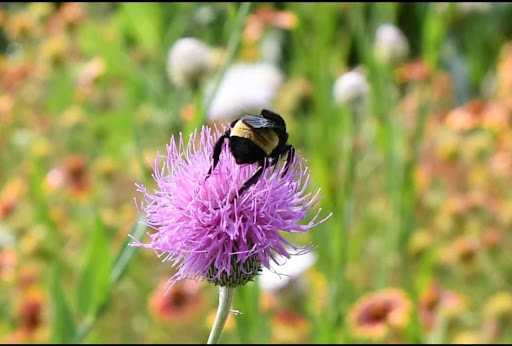 State Park «Cedar Hill State Park», reviews and photos, 1570 FM1382, Cedar Hill, TX 75104, USA