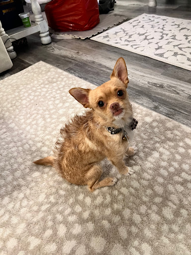 Highland Rim Animal Clinic image