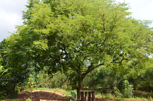 NHÀ ANH CHÍN CHỊ TIẾN