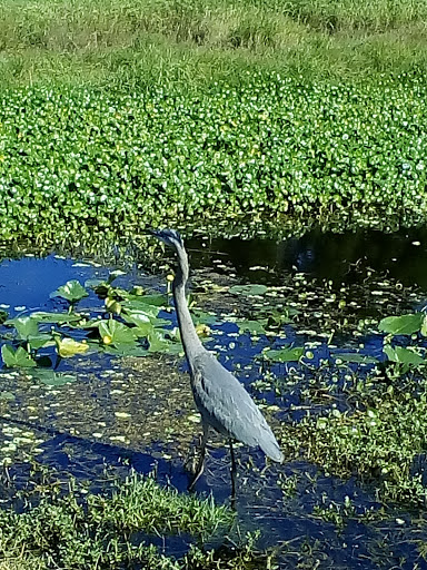 Country Club «Myerlee Country Club», reviews and photos, 1380 Myerlee Country Club Blvd, Fort Myers, FL 33919, USA