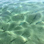 Photo n°3 de l'avis de Fortuna.i fait le 05/09/2023 à 21:57 sur le  IGV Club Santagiusta à Castiadas