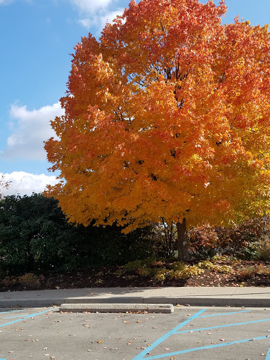 Orchard «The Orchard Shop», reviews and photos, 311 W St Joseph St, Muncie, IN 47303, USA