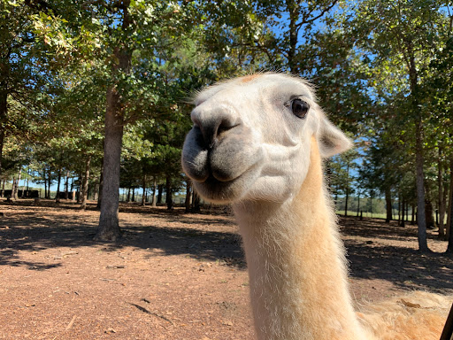 Winery «Kiepersol Estates Winery», reviews and photos, 4120 FM 344 E, Tyler, TX 75703, USA