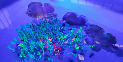 Tourist Attraction «Arizona Museum of Natural History», reviews and photos, 53 N Macdonald, Mesa, AZ 85201, USA