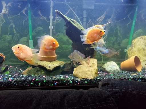 Pet Store «Art In Motion Pets», reviews and photos, 1893 S Western Ave, Marion, IN 46953, USA