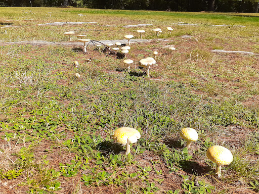 Drive-in Movie Theater «Circle Drive-In Theatre​», reviews and photos, 1911 Scranton Carbondale Hwy, Scranton, PA 18508, USA