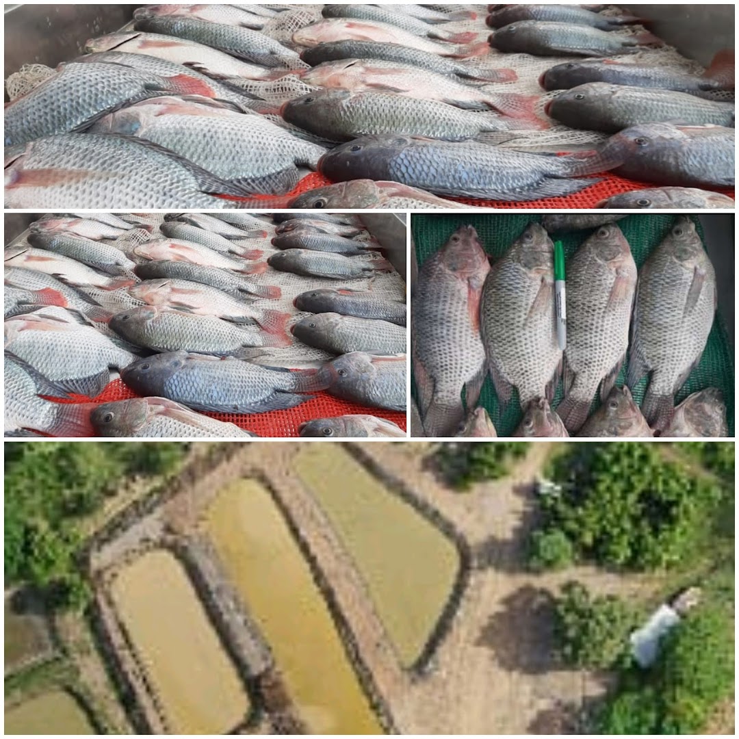 Tienda Mixta Las Chiveras.