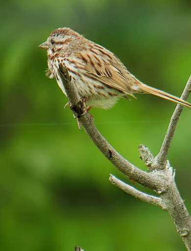 Nature Preserve «Reinstein Woods Nature Preserve», reviews and photos, 93 Honorine Dr, Depew, NY 14043, USA