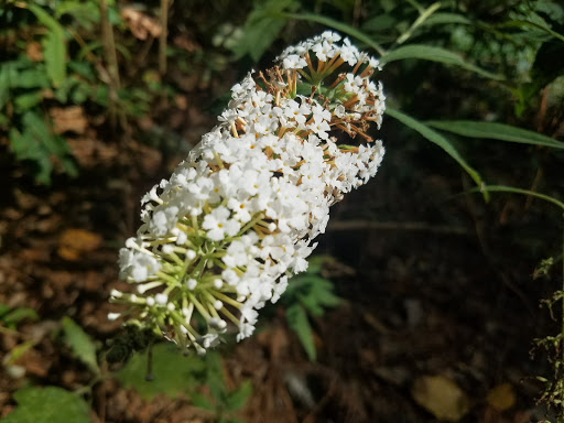 Park «Little Nancy Creek Park», reviews and photos, 4012 Peachtree Dunwoody Rd, Atlanta, GA 30342, USA