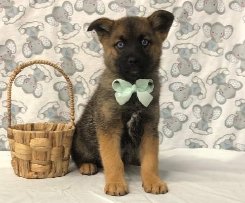 Pet Store «Happiness Is Pets», reviews and photos, 15647 94th Ave, Orland Park, IL 60462, USA