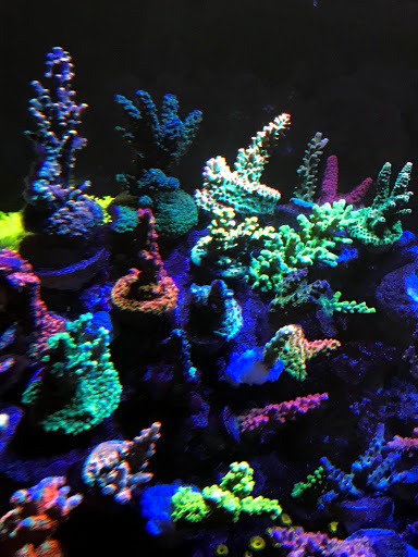 Aquarium «Zen Aquatics», reviews and photos, 44843 San Pablo Ave, Palm Desert, CA 92260, USA