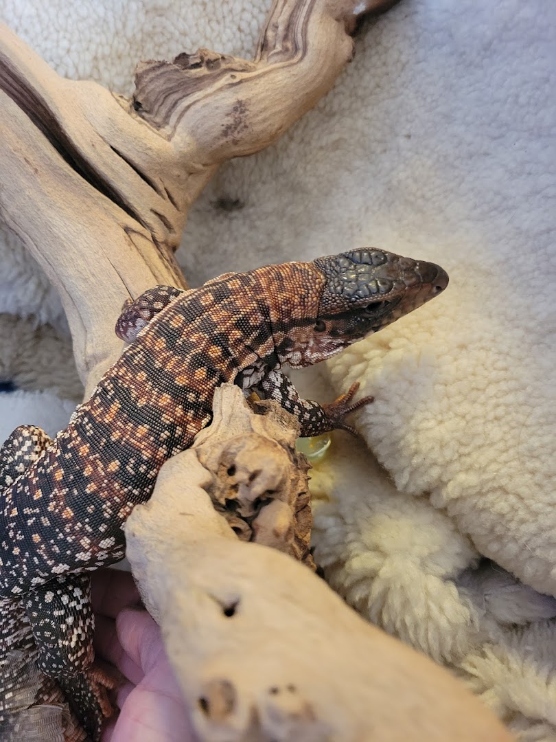 Reticulated Dragons