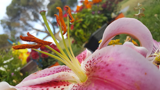 Cemetery «Forest Lawn Memorial Park», reviews and photos, 1712 S Glendale Ave, Glendale, CA 91205, USA