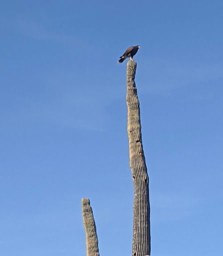 Tour Operator «Stellar Adventures», reviews and photos, 4026 E Broadway Rd, Phoenix, AZ 85040, USA