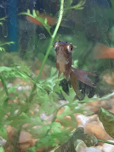 Pet Store «Exotic Fish», reviews and photos, 406 Northside Dr # F, Valdosta, GA 31602, USA