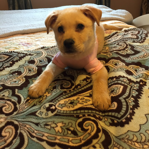 Video Game Store «GameStop», reviews and photos, 4803 U.S. 9, Howell, NJ 07731, USA