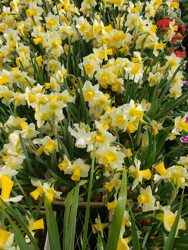 Home Improvement Store «The Home Depot», reviews and photos, 4901 Capital Blvd, Raleigh, NC 27616, USA