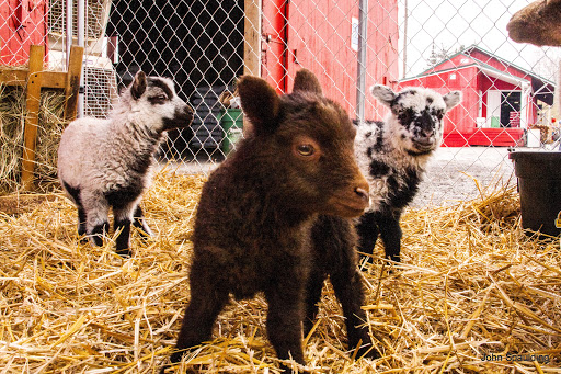 Pet Supply Store «Higbie Farm Supplies Inc», reviews and photos, 3440 Union St, North Chili, NY 14514, USA