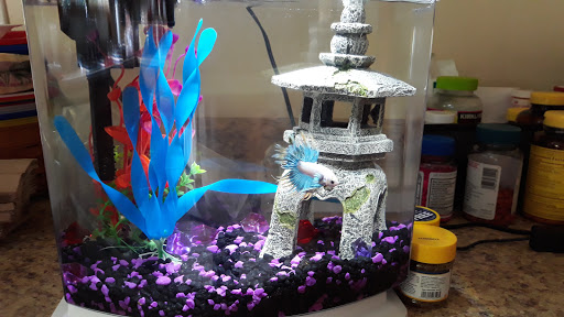 Pet Supply Store «Petco Animal Supplies», reviews and photos, 2000 NE Burnside Rd, Gresham, OR 97030, USA