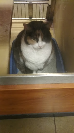 Pet Supply Store «PetSmart», reviews and photos, 1451 Dallas Hwy, Waxahachie, TX 75165, USA