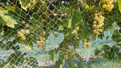 Winery «Deer Springs Winery», reviews and photos, 16255 Adams St, Lincoln, NE 68527, USA