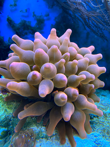 Tropical Fish Store «Fishy Business», reviews and photos, 911 E Church St, Lexington, TN 38351, USA