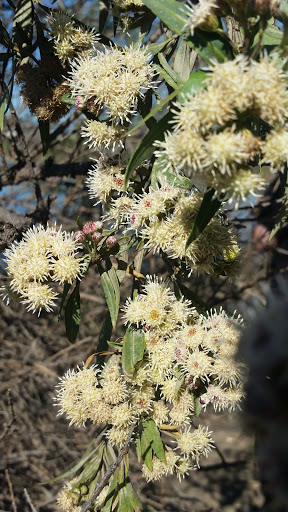 Golf Course «Balboa Golf Course», reviews and photos, 16821 Burbank Blvd, Encino, CA 91436, USA